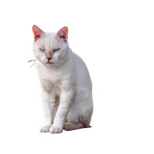 Elegant White Cat With Blue Eyes Sitting On A Pavement Outdoors In Tunisia. 13277 - Cat PNG image with transparent background